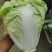 河南夏阳白夏阳白菜鸡腿白菜黄心白菜新乡小包欢迎来电