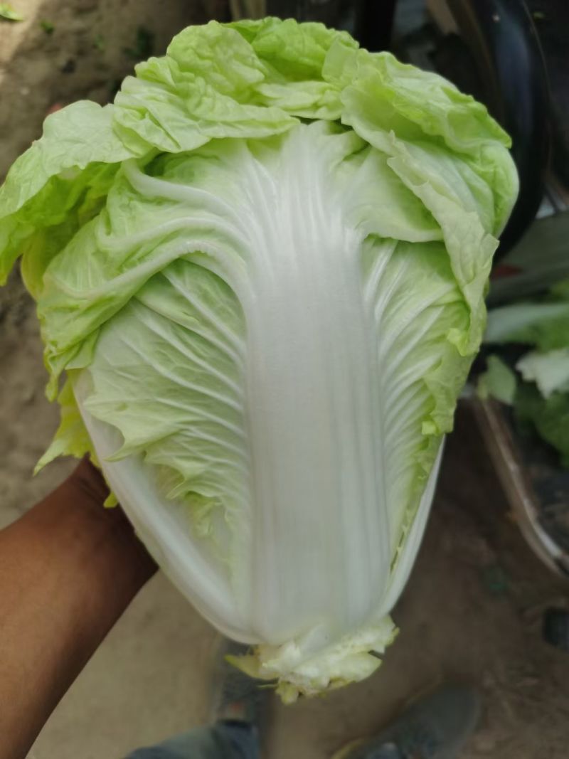河南夏阳白夏阳白菜鸡腿白菜黄心白菜新乡小包欢迎来电
