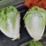 河南夏阳白夏阳白菜鸡腿白菜黄心白菜新乡小包欢迎来电