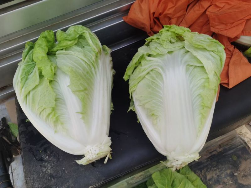 河南夏阳白夏阳白菜鸡腿白菜黄心白菜新乡小包欢迎来电