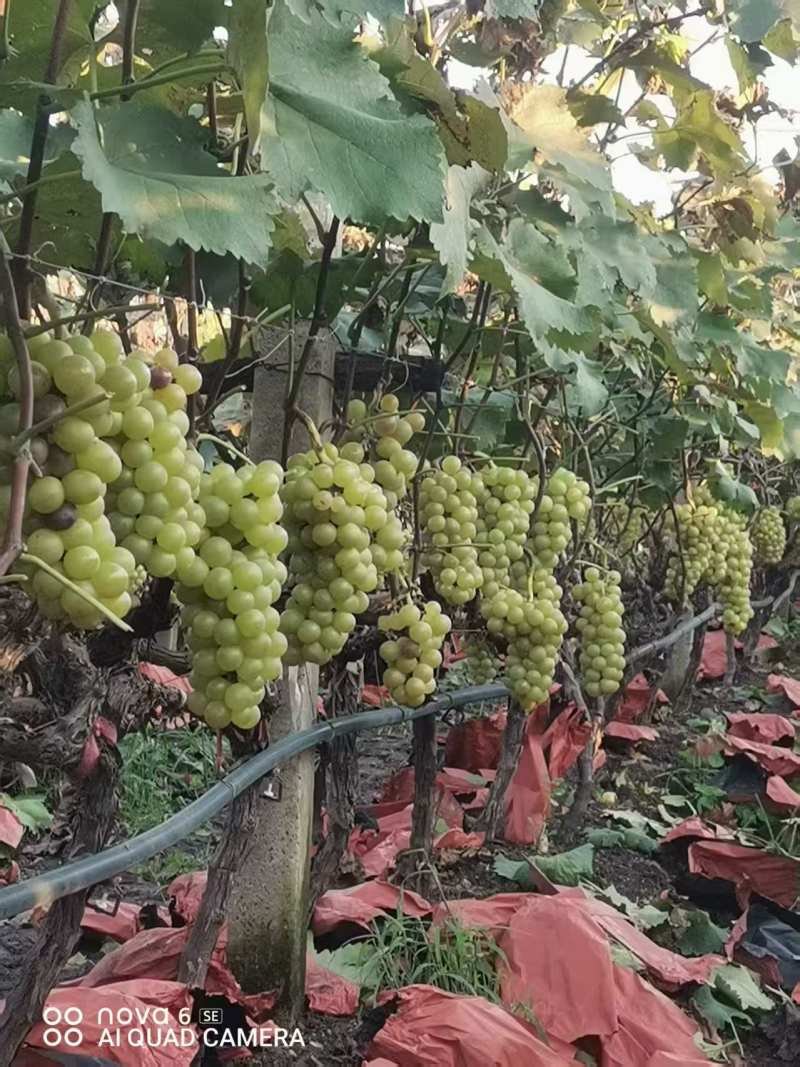 红巨峰葡萄，自家自己家种的，一万多斤，质量好，需要的来吧