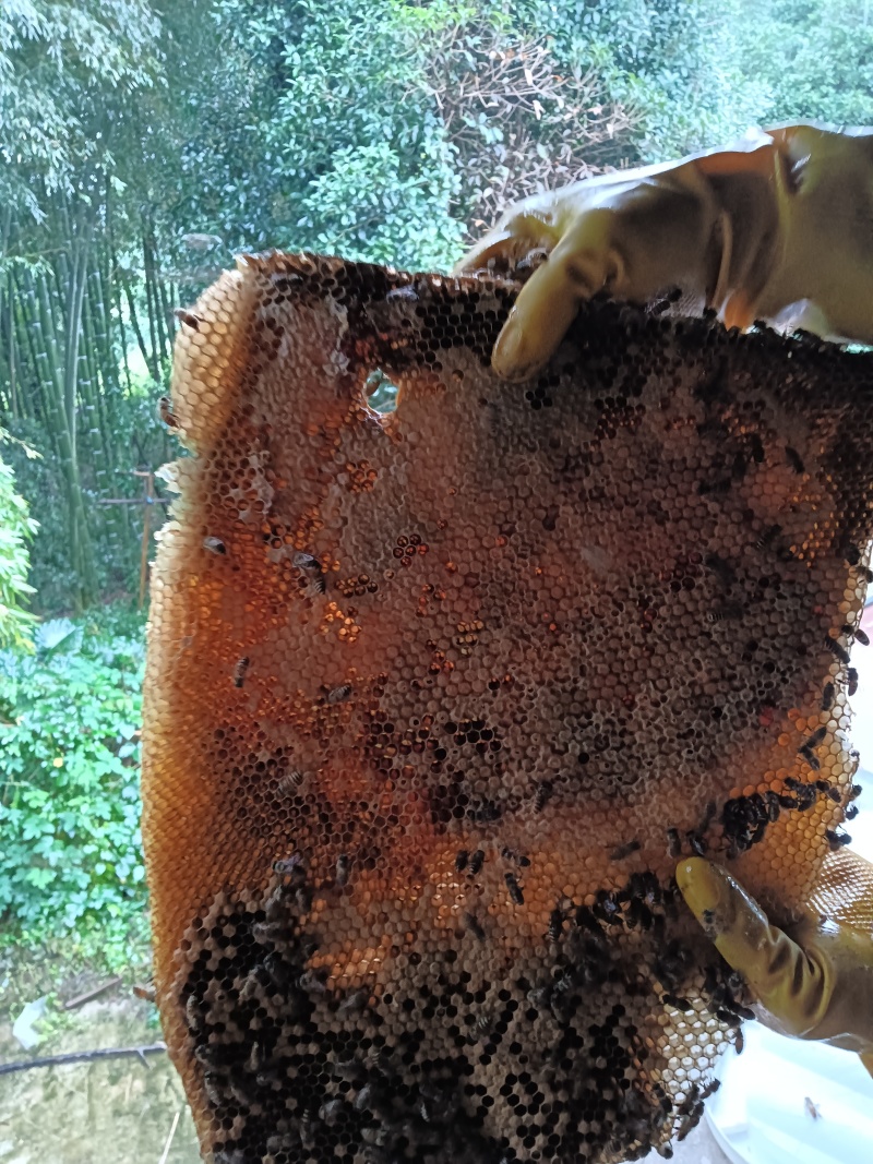 野生蜂蜜土蜂蜜山上自采保质保量一年只采一次好货