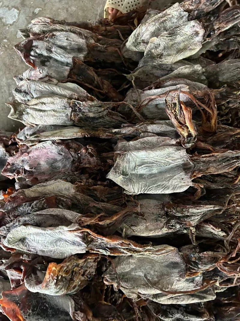 越南黑皮鱿鱼规格齐全，6-8/10-12个大量现货供应。