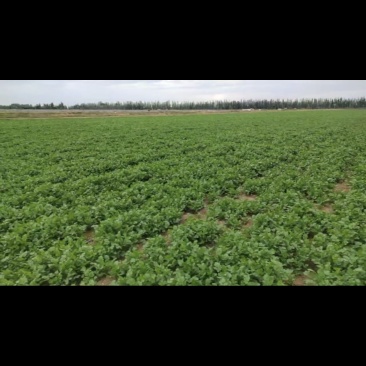 宁夏香菜大量有货基地直供现摘现发品质优欢迎咨询来电