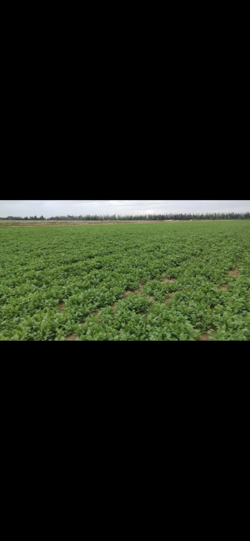 宁夏香菜大量有货基地直供现摘现发品质优欢迎咨询来电