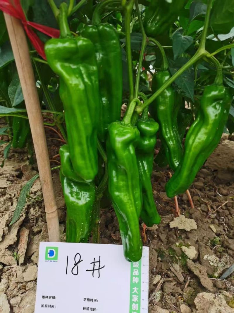 大家族脆优辣椒种子大果薄皮椒种子早熟皮薄肉脆大青椒种子