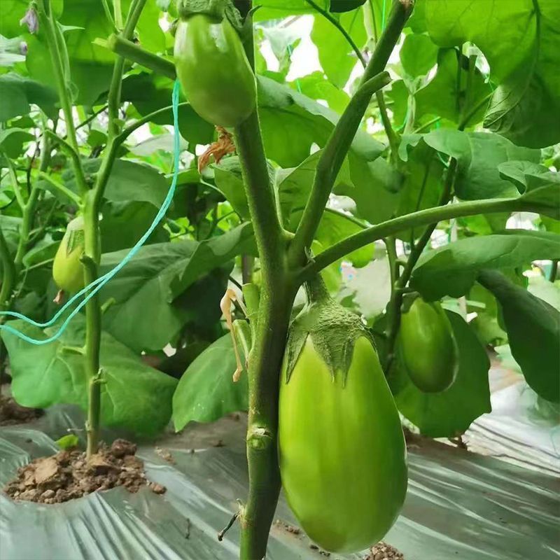 秦茄高科一号中早熟杂交绿茄种子皮色深绿油亮单瓜重800克