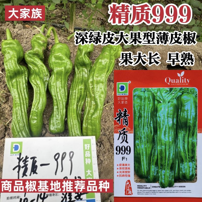 大家族辣椒种子精质999薄皮椒种子香辣特大果薄皮青椒种子