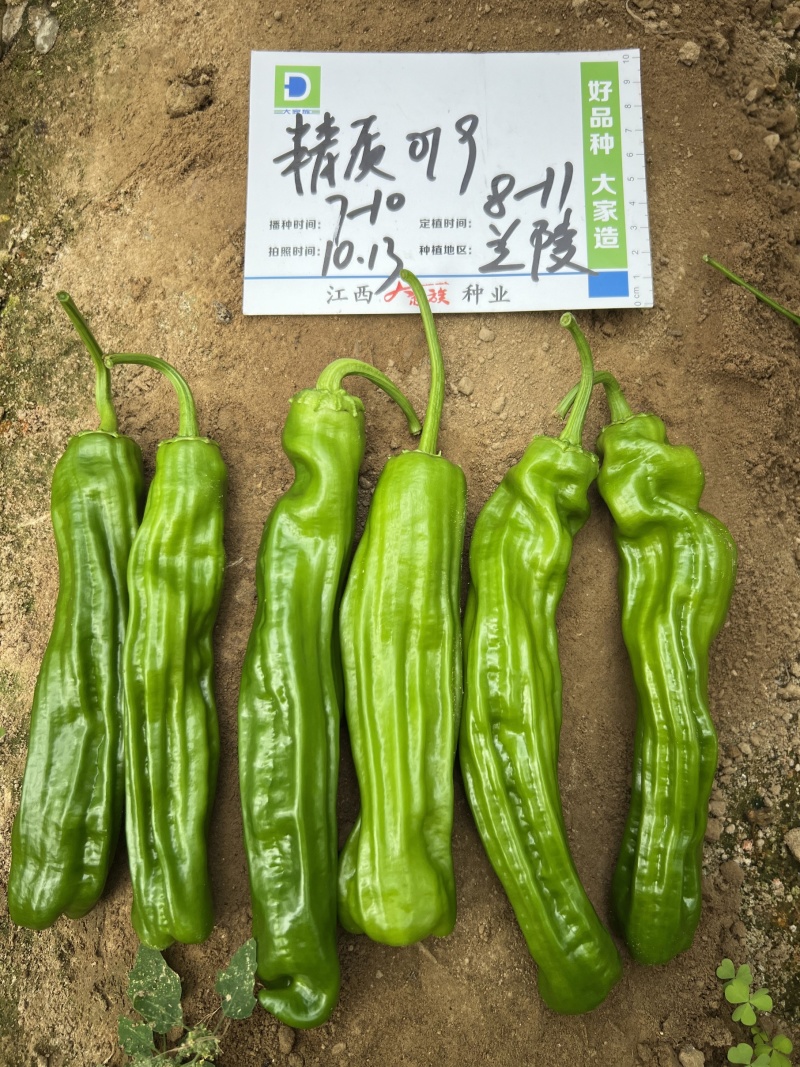 大家族辣椒种子精质999薄皮椒种子香辣特大果薄皮青椒种子
