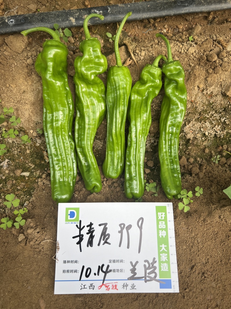 大家族辣椒种子精质999薄皮椒种子香辣特大果薄皮青椒种子