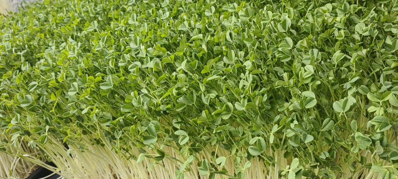 大叶豌豆苗，纤维少，口感更好，高15公分左右高度可以定制