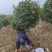 红叶石楠棒棒糖,石楠树,红叶石楠树基地量大