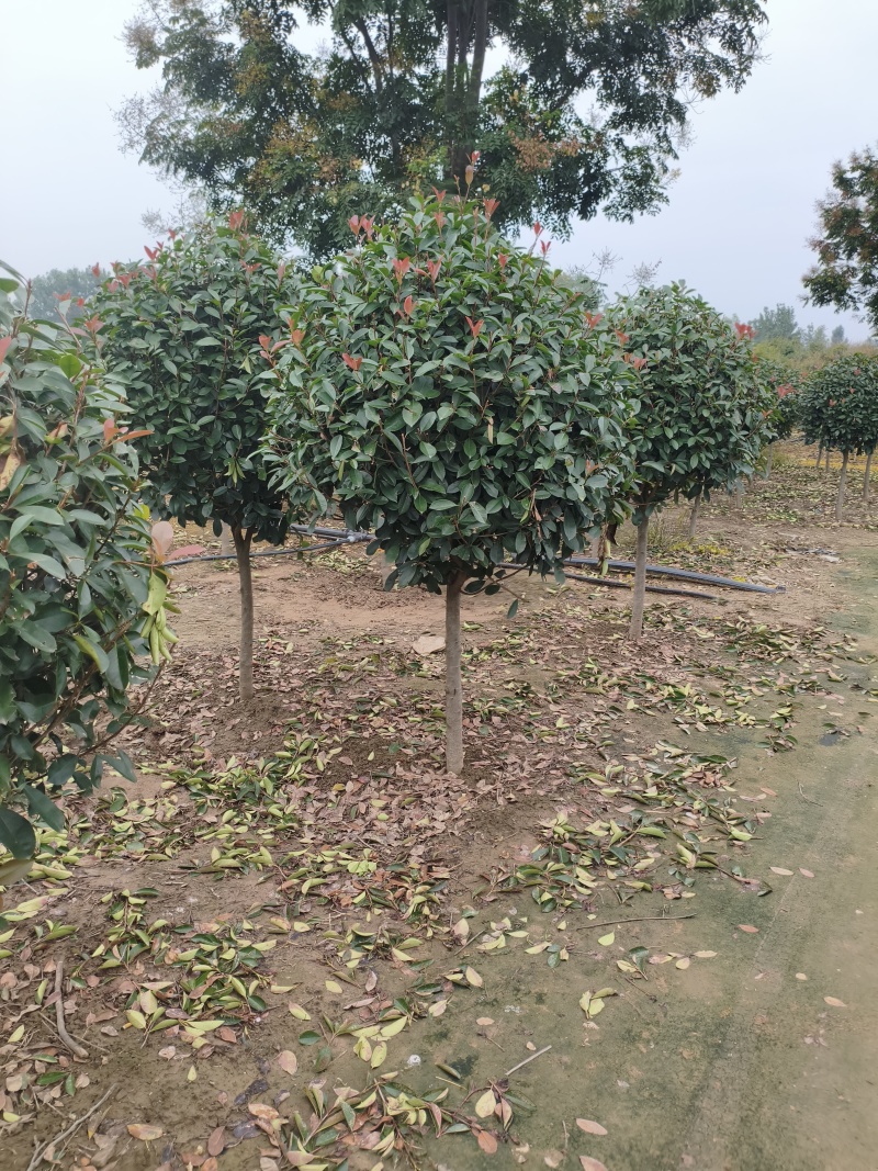红叶石楠棒棒糖，石楠树，红叶石楠树基地量大