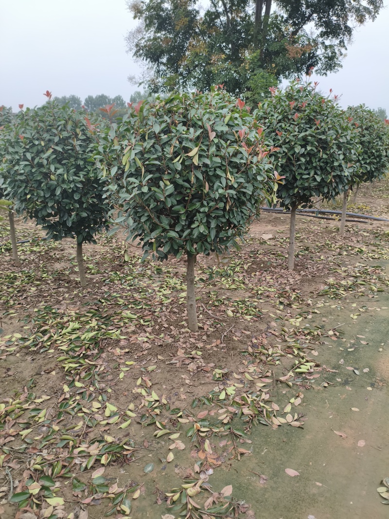 红叶石楠棒棒糖，石楠树，红叶石楠树基地量大