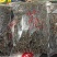 纯生态古树