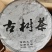 纯生态古树