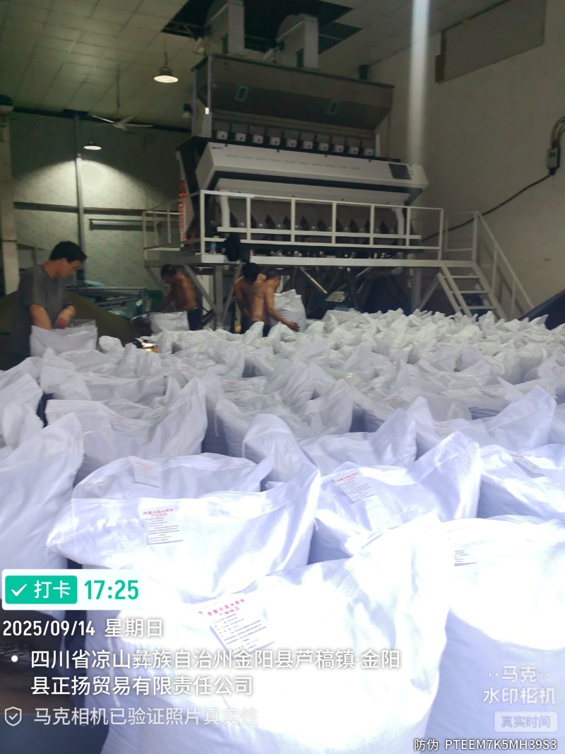 原产地金阳特级青麻椒全年供应量大价优货源充足品质保障