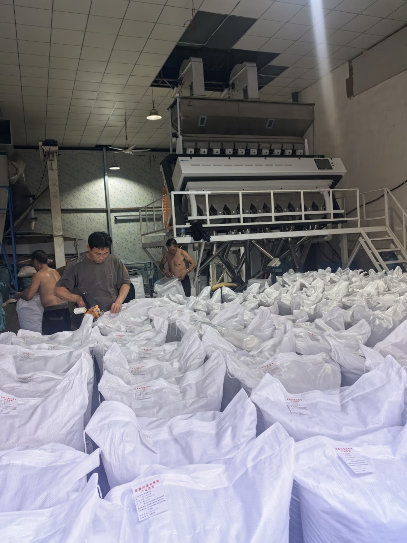 原产地金阳特级青麻椒全年供应量大价优货源充足品质保障