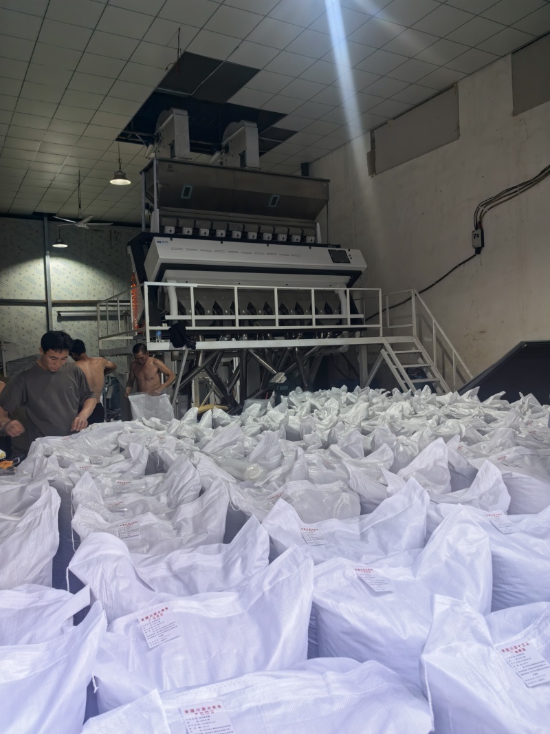 原产地金阳特级青麻椒全年供应量大价优货源充足品质保障