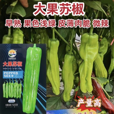 大果苏椒种子薄皮辣椒种子早熟杂交大果薄皮椒种籽微辣青椒