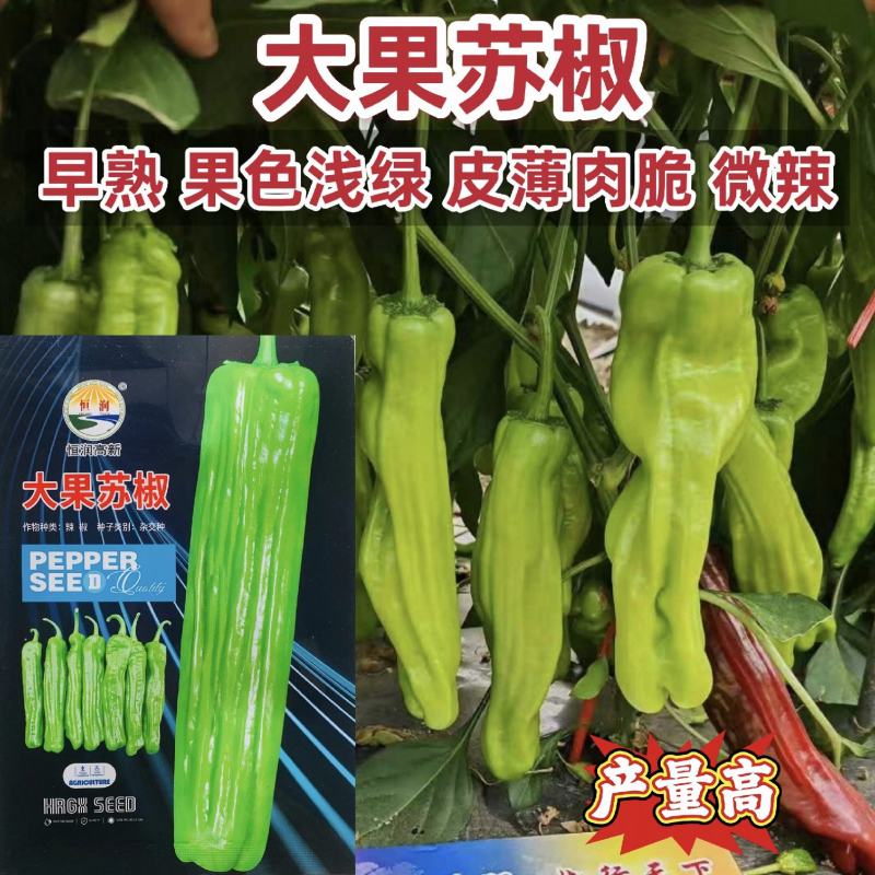 大果苏椒种子薄皮辣椒种子早熟杂交大果薄皮椒种籽微辣青椒