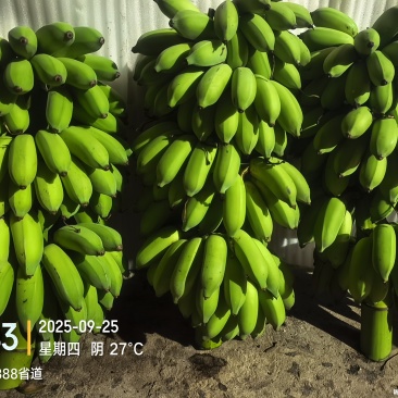 高州粉蕉,香蕉产地直供,专业代收购,代发货!