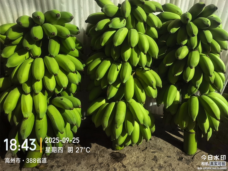 高州粉蕉，香蕉产地直供，专业代收购，代发货！