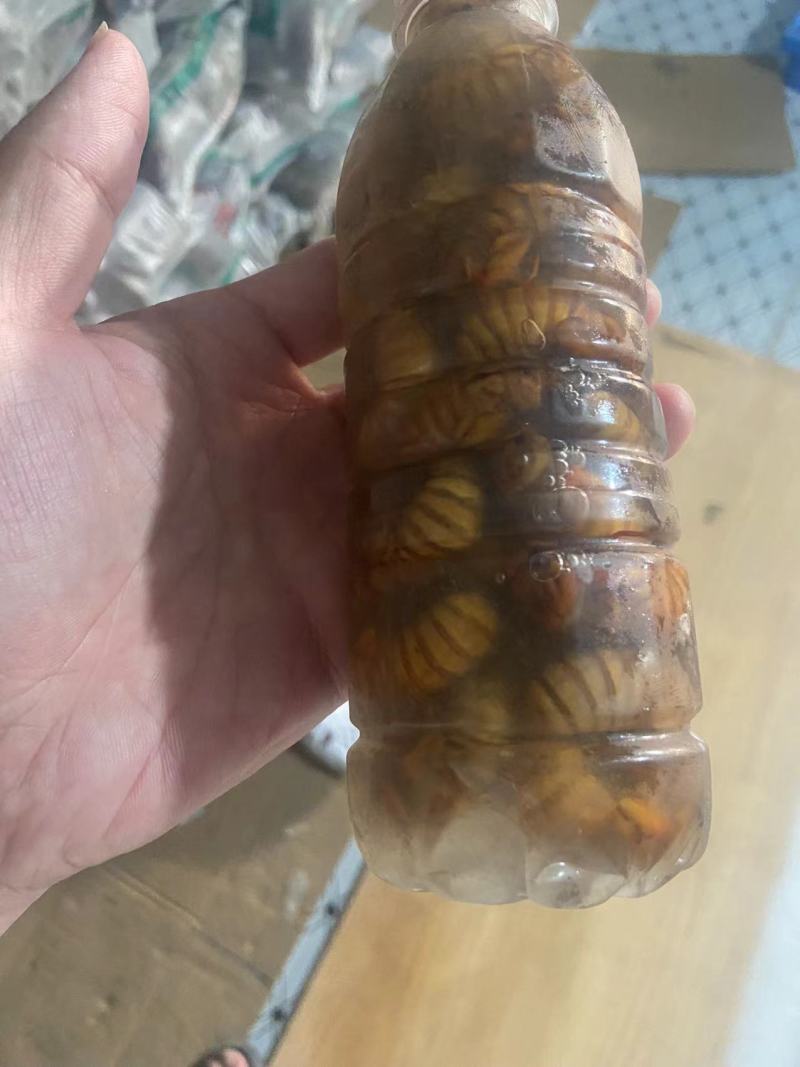 【山东金蝉】山东蝉蛹/个头大/一件代发新鲜日供应1万单