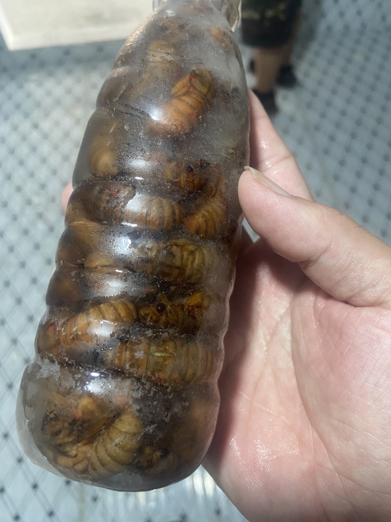 【山东金蝉】山东蝉蛹/个头大/一件代发新鲜日供应1万单