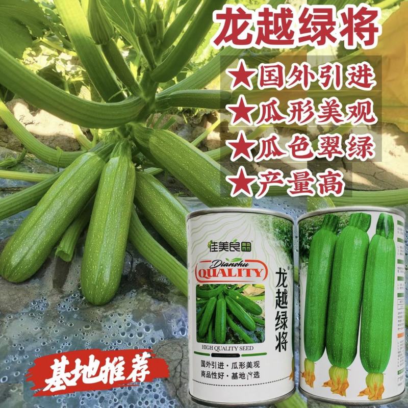 龙越绿将西葫芦种子云南西南热销翠绿色西葫芦种籽春秋季角瓜