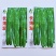 长薄翠大果长果薄皮辣椒种子早熟杂交薄质脆竖邹纹好春秋抗病