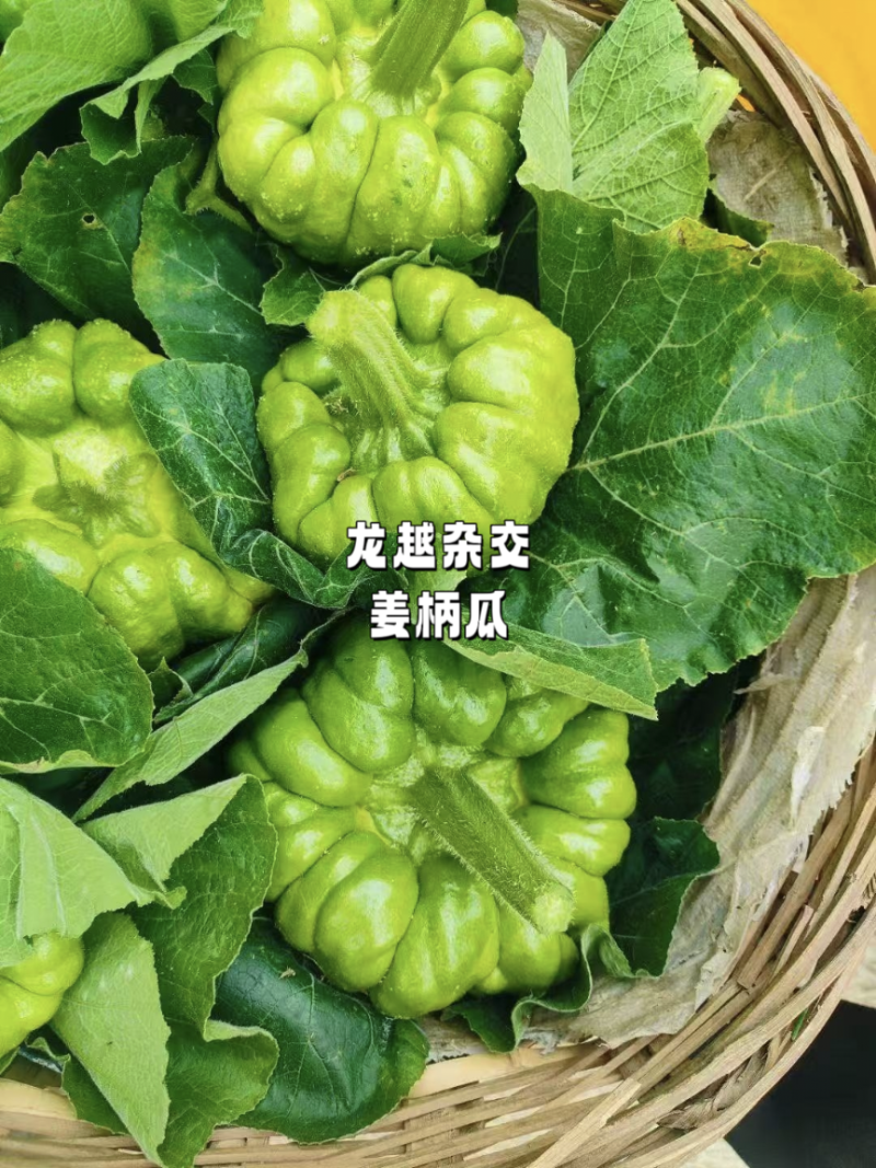 龙越杂交姜柄瓜种子早熟蔓生姜饼瓜种籽早熟春秋大田