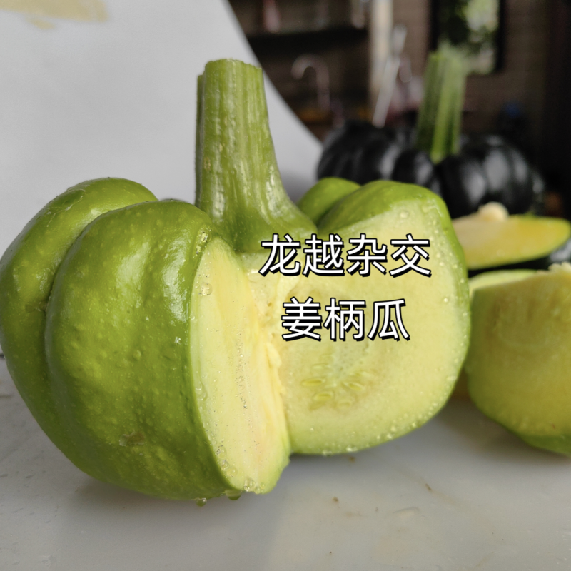 龙越杂交姜柄瓜种子早熟蔓生姜饼瓜种籽早熟春秋大田