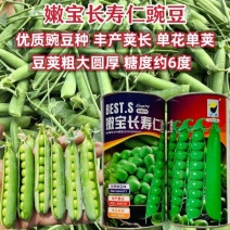 嫩宝长寿仁豌豆种子优质水果豌豆仁种子豆荚粗长糖度高