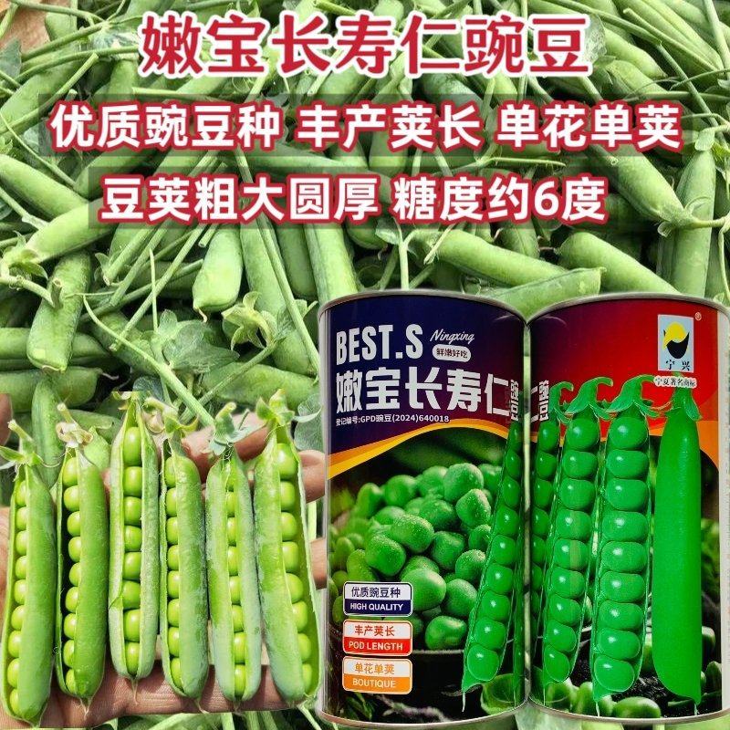 嫩宝长寿仁豌豆种子优质水果豌豆仁种子豆荚粗长糖度高