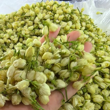 2025茉莉花苞新干花