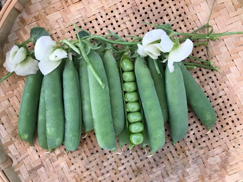 嫩宝长寿仁豌豆种子优质水果豌豆仁种子豆荚粗长糖度高