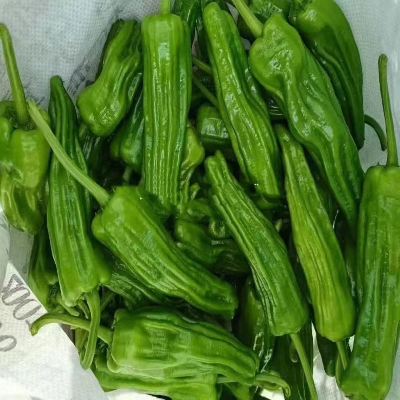 精质999辣椒种子深绿皮大果型薄皮椒种籽皮薄味较辣抗病强