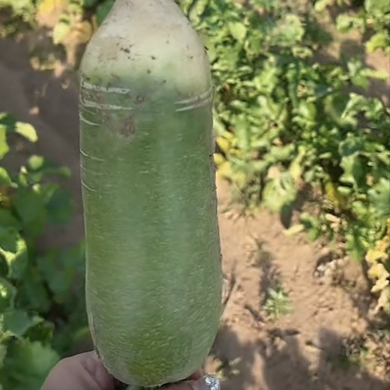 水果萝卜
