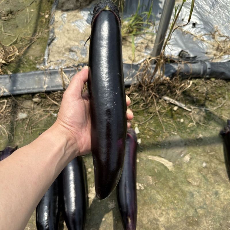 峨眉春墨茄子种子墨黑色长型棒茄春秋冬季高产长茄种籽