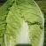 黄心大白菜