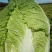 黄心大白菜