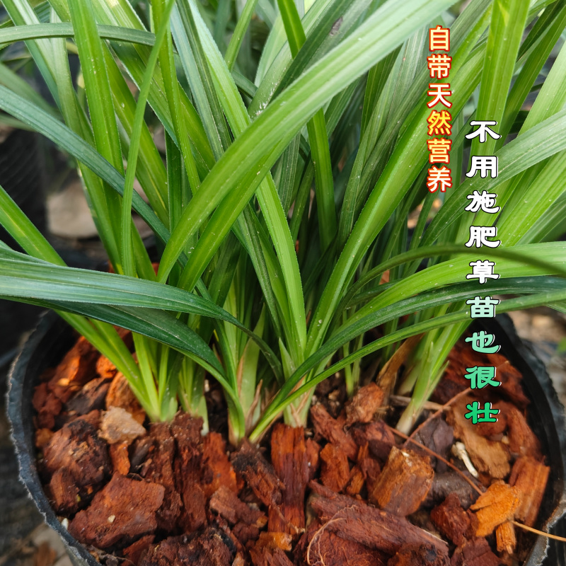 兰科栽培专用植料原生纯腐松木芯碎木屑软弹吸水超好用