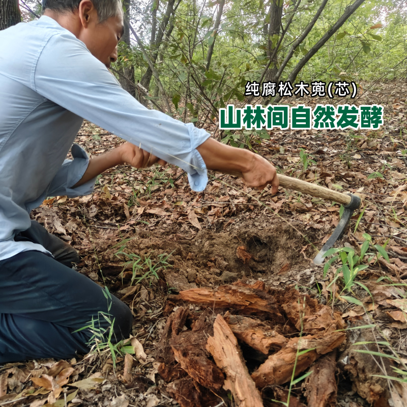 兰科栽培专用植料原生纯腐松木芯碎木屑软弹吸水超好用