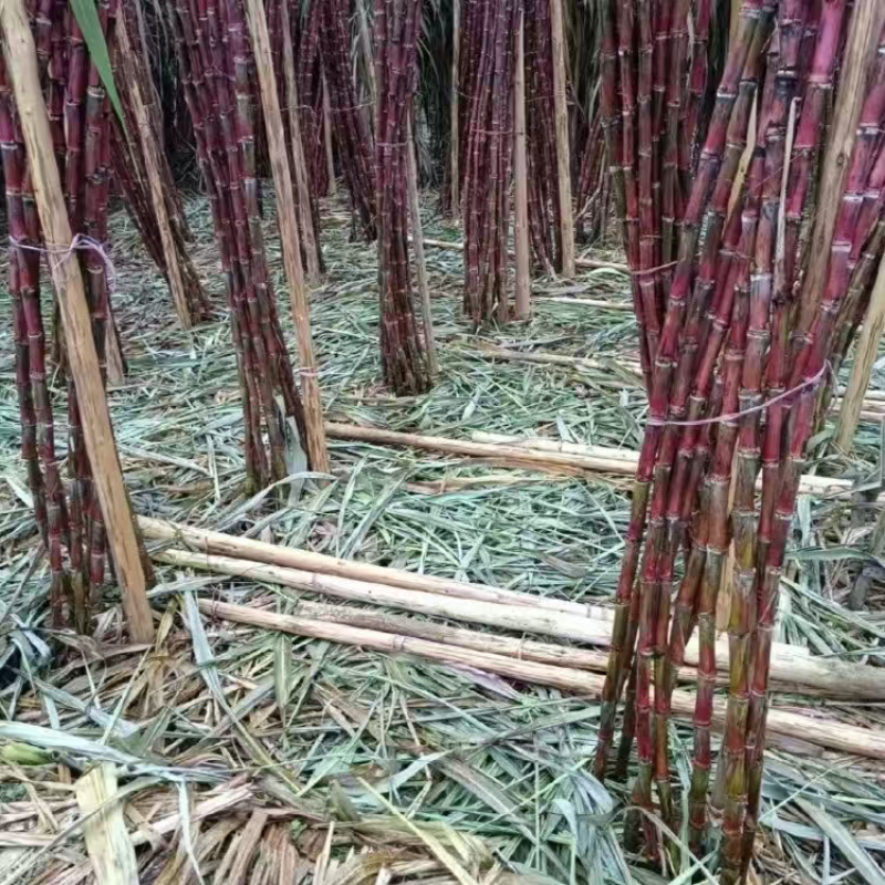 云南精品红皮甘蔗大量上市品质保证量大从优一手货源
