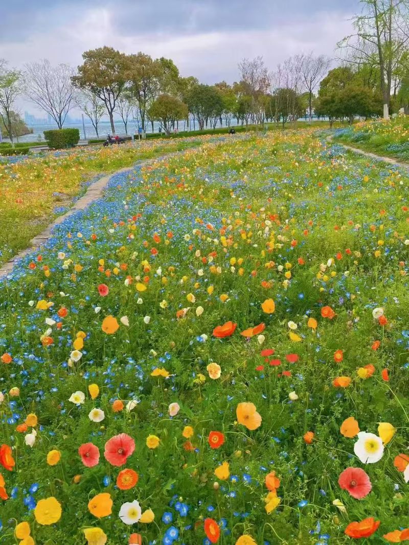 虞美人种子混色冰岛虞美人花种子春秋季播种庭院室外耐寒花种