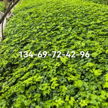 湖北黄连苗，鸡爪连一手货源产地直销规格全价格优来电选购吧