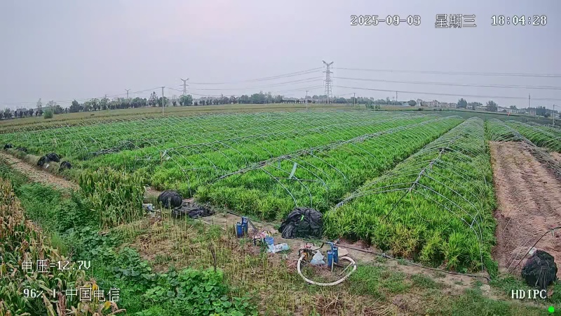 阜阳小黄姜大黄姜仔姜