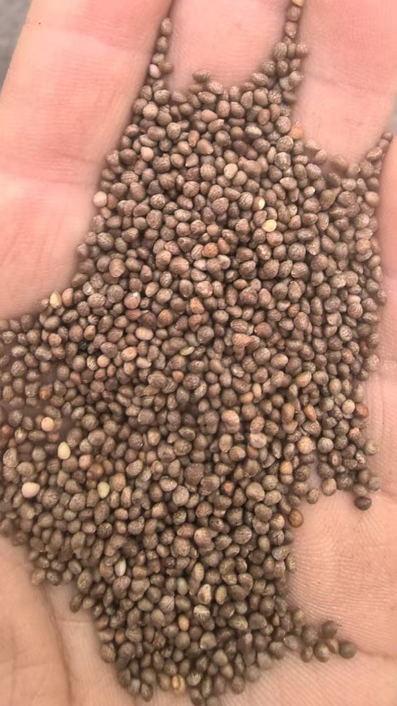 新苏子上市了，诚信经营，合作共赢，欢迎致质量很好