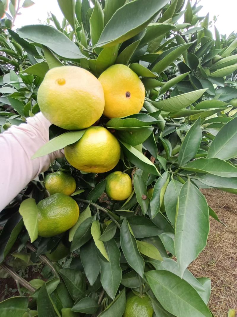 特早蜜橘